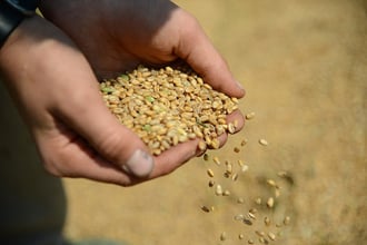grain hands success work farming community
